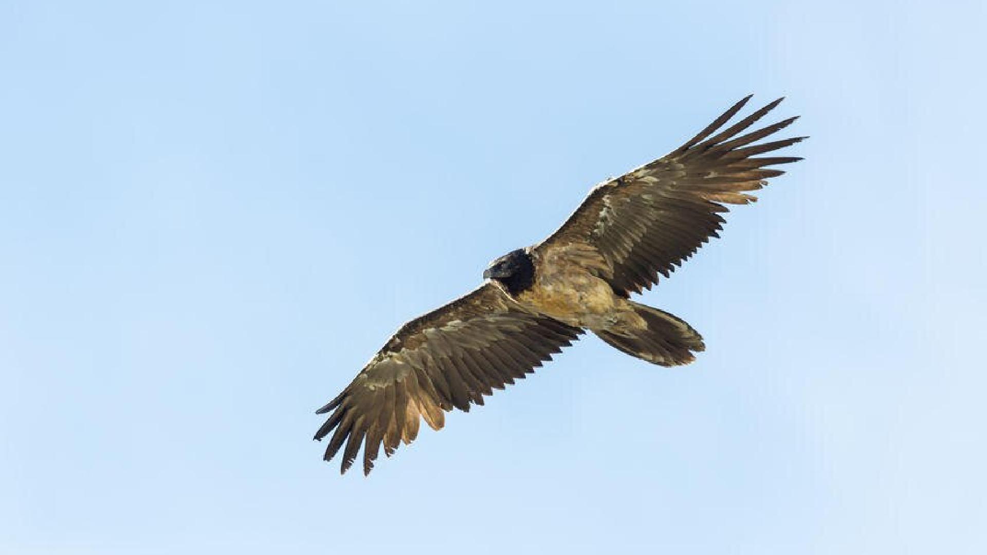 スイスに帰って来た幻の鳥 再び定着なるか - SWI swissinfo.ch