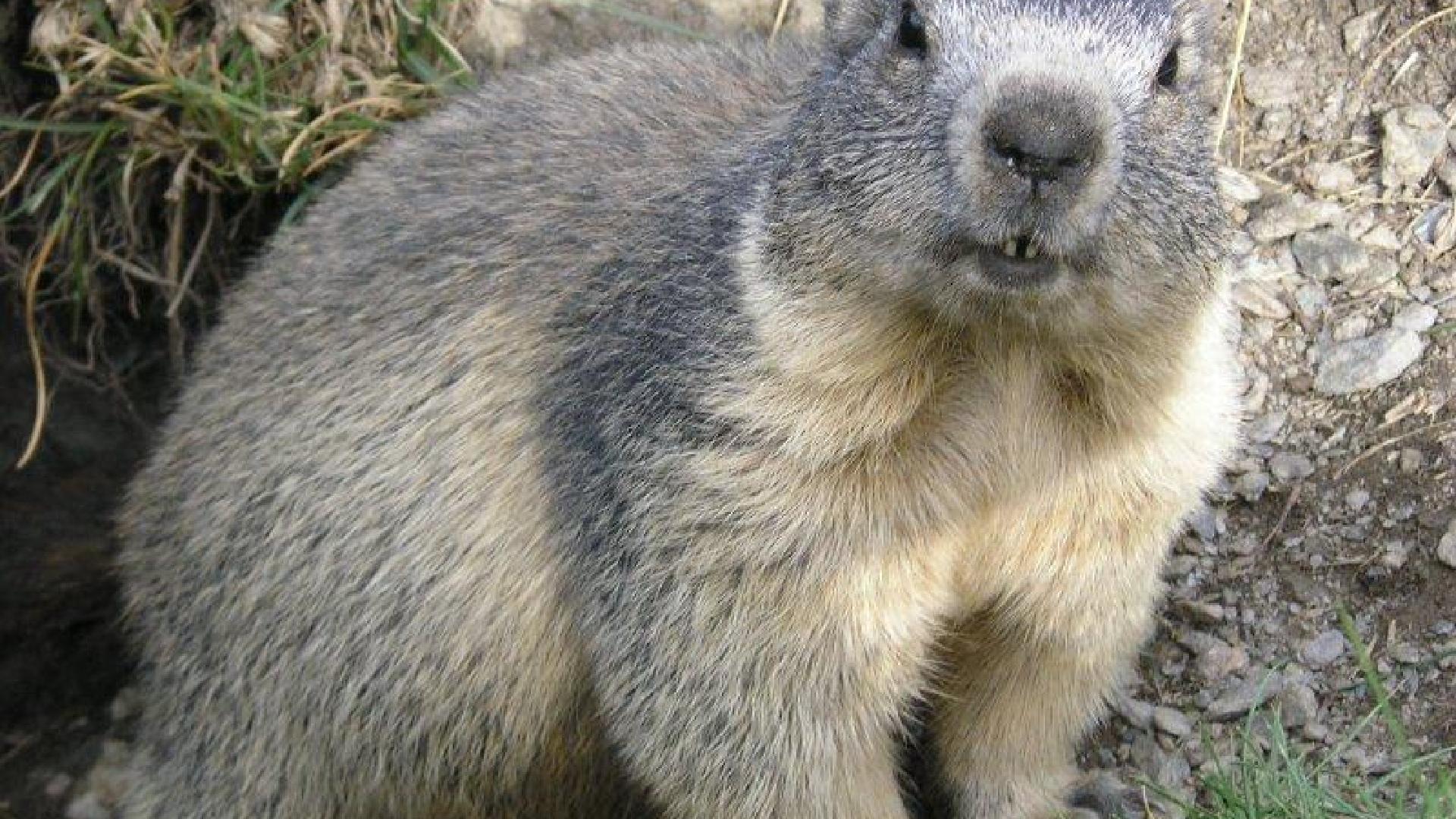 MARMOT - 【希少】マーモット　オデッセイ　2人用　marmot odessey Dr. Marmot - ドクターマーモット | ‎As soon as you hold the