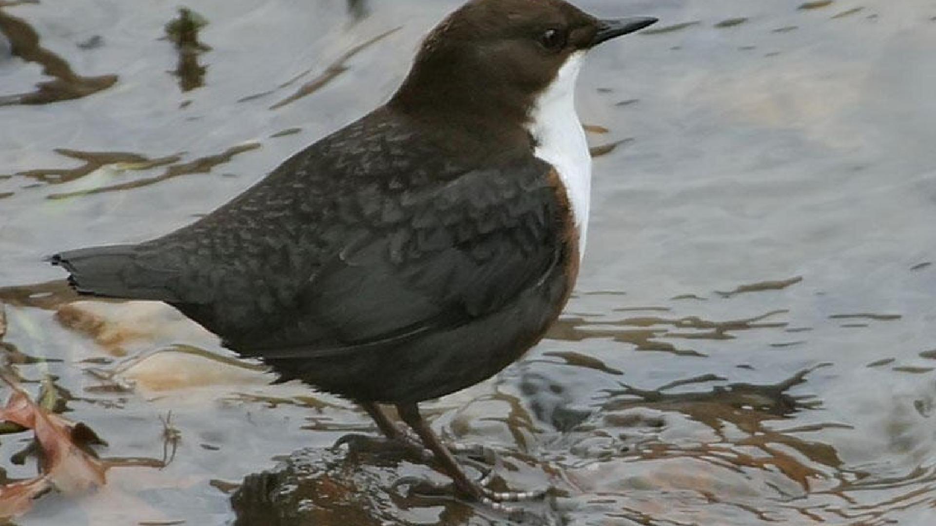 鼻歌で滝の中を潜り抜ける鳥、ムナジロカワガラス - SWI swissinfo.ch